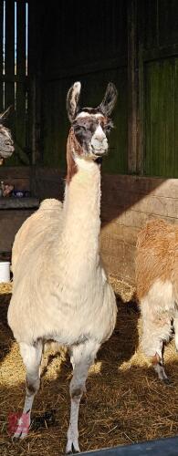 4YO FEMALE LLAMA