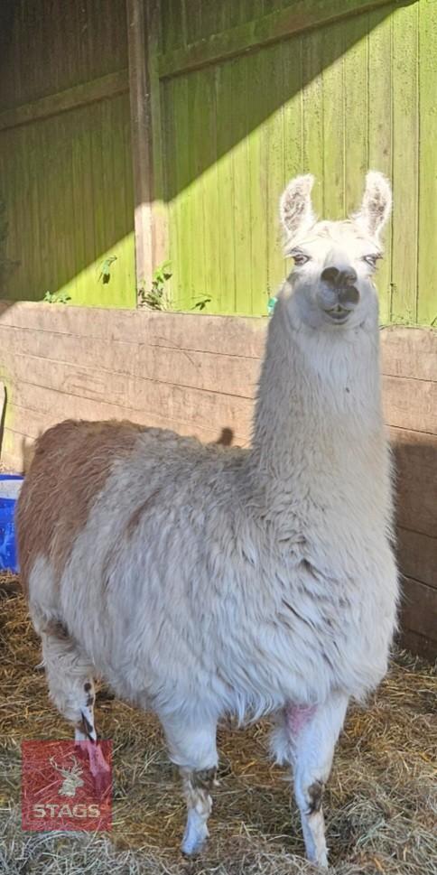 4YO FEMALE LLAMA