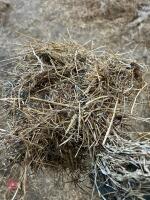 550T OF 2025 CLAMP GRASS SILAGE - BIDS PER TON - 3