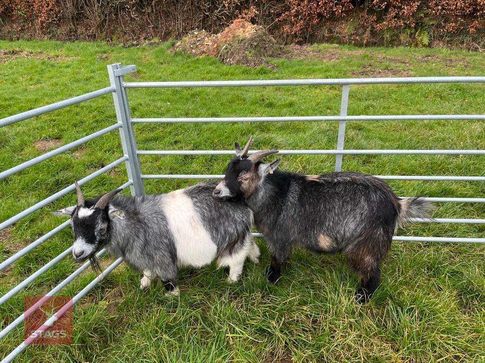 PAIR OF 1YO PYGMY GOATS - BIDS PER LIFE