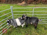 PAIR OF 1YO PYGMY GOATS - BIDS PER LIFE
