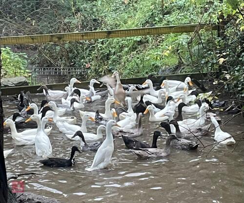 PAIR OF RUNNER DUCKS - BIDS PER LIFE