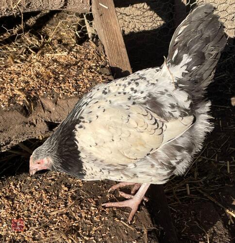 4 LIGHT SUSSEX X CREAM LEGBAR PULLETS - BIDS PER LIFE