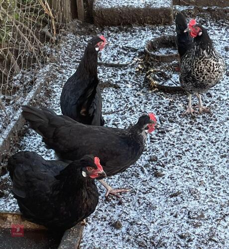 4 MARSBAR POL HENS - BIDS PER LIFE