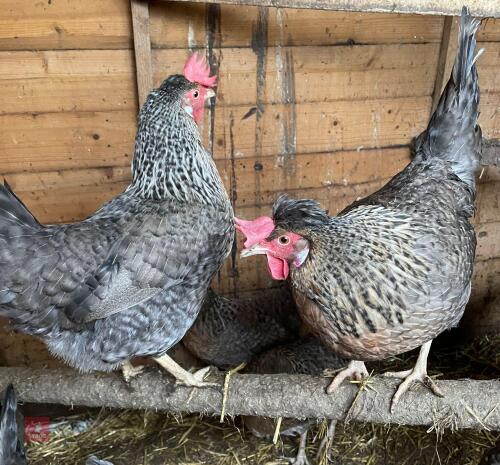 2 CREAM LEGBAR POL HENS - BIDS PER LIFE