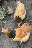 3 BUFF SUSSEX POL HENS - BIDS PER LIFE