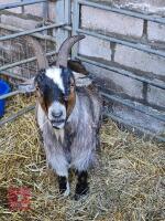 2YO CASTRATED MALE PYGMY GOAT
