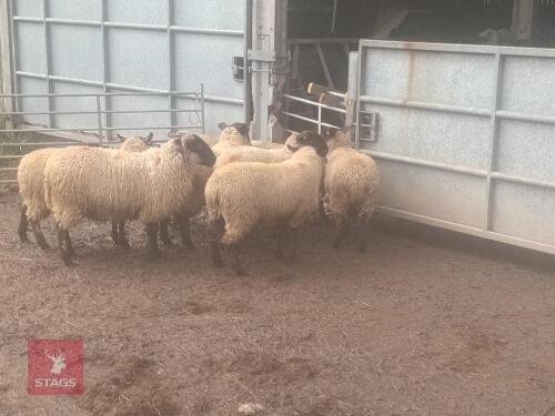 8 X 8MO SUFFOLK X MULE EWE HOGGS - BIDS PER LIFE
