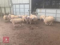 16 X 7MO NORTH COUNTRY MULE EWE HOGGS- BIDS PER LIFE