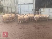 16 X 7MO NORTH COUNTRY MULE EWE HOGGS- BIDS PER LIFE - 2