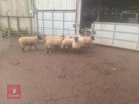 16 X 7MO NORTH COUNTRY MULE EWE HOGGS- BIDS PER LIFE - 3