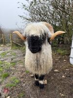 PEDIGREE VALAIS BLACKNOSE RAM