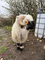 PEDIGREE VALAIS BLACKNOSE RAM - 2