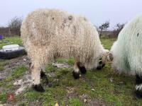 PEDIGREE VALAIS BLACKNOSE RAM - 3