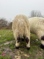 PEDIGREE VALAIS BLACKNOSE RAM - 4