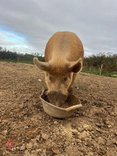 4YO PEDIGREE TAMWORTH BOAR