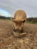 4YO PEDIGREE TAMWORTH BOAR