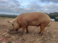 4YO PEDIGREE TAMWORTH BOAR - 2