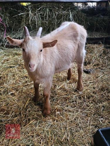 CASTRATED MALE GOLDEN GUERNSEY GOAT