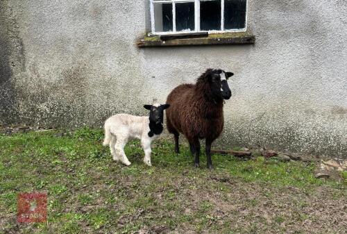2T JACOB X EWE & JACOB EWE LAMB - BIDS FOR PAIR