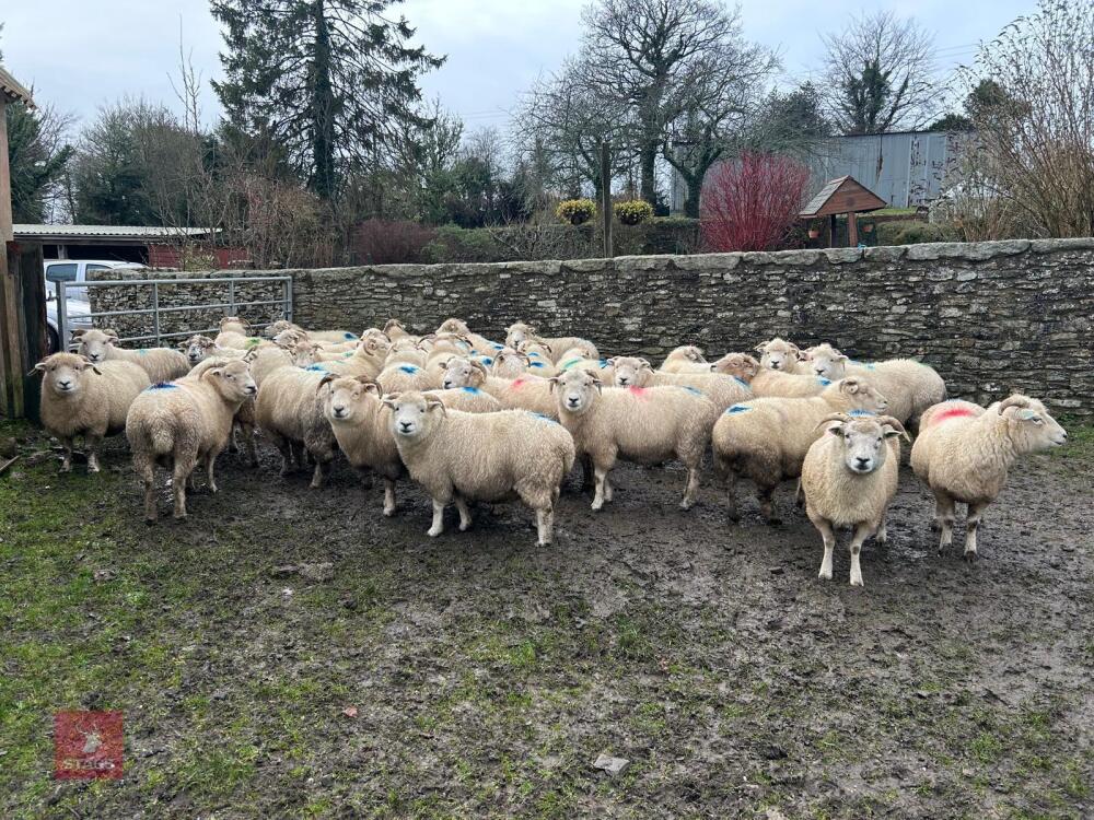 36 IN LAMB EXMOOR HORN EWES - BIDS PER LIFE