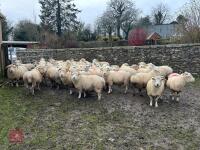 36 IN LAMB EXMOOR HORN EWES - BIDS PER LIFE