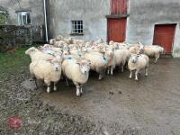 36 IN LAMB EXMOOR HORN EWES - BIDS PER LIFE - 2