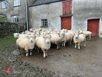36 IN LAMB EXMOOR HORN EWES - BIDS PER LIFE - 3