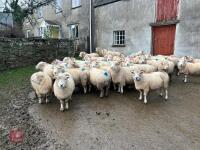 36 IN LAMB EXMOOR HORN EWES - BIDS PER LIFE - 4