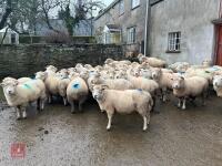 36 IN LAMB EXMOOR HORN EWES - BIDS PER LIFE - 5