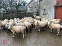 36 IN LAMB EXMOOR HORN EWES - BIDS PER LIFE - 6