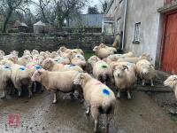 36 IN LAMB EXMOOR HORN EWES - BIDS PER LIFE - 7