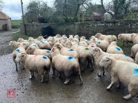 36 IN LAMB EXMOOR HORN EWES - BIDS PER LIFE - 8