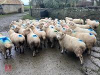 36 IN LAMB EXMOOR HORN EWES - BIDS PER LIFE - 9