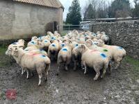 36 IN LAMB EXMOOR HORN EWES - BIDS PER LIFE - 10