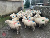 36 IN LAMB EXMOOR HORN EWES - BIDS PER LIFE - 11