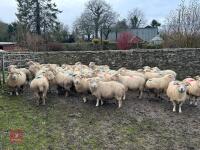 36 IN LAMB EXMOOR HORN EWES - BIDS PER LIFE - 13
