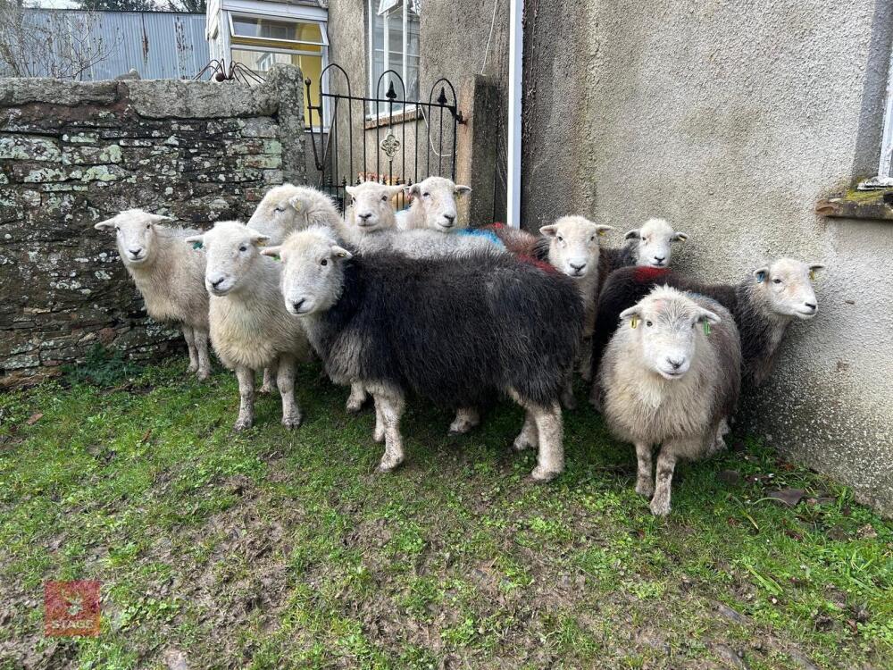 10 HERDWICK IN LAMB EWES - BIDS PER LIFE