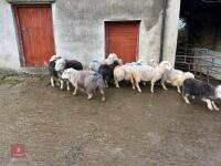 10 HERDWICK IN LAMB EWES - BIDS PER LIFE - 4