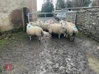 9 CHEVIOT IN LAMB EWES - BIDS PER LIFE - 2