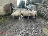 9 CHEVIOT IN LAMB EWES - BIDS PER LIFE - 4