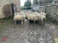 9 CHEVIOT IN LAMB EWES - BIDS PER LIFE - 5