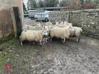9 CHEVIOT IN LAMB EWES - BIDS PER LIFE - 8