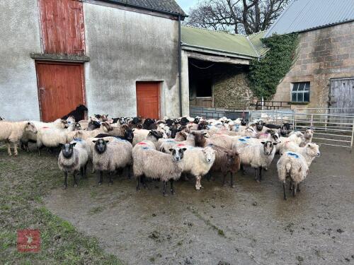 71 SHETLAND IN LAMB EWES - BIDS PER LIFE