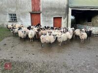 71 SHETLAND IN LAMB EWES - BIDS PER LIFE - 2