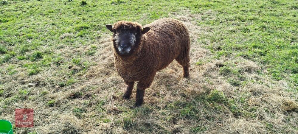 2YO REGISTERED COLOURED RYELAND RAM