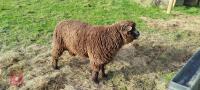 2YO REGISTERED COLOURED RYELAND RAM - 2