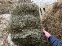 50 CONVENTIONAL BALES OF 2025 HAY - BIDS FOR THE GROUP - 5