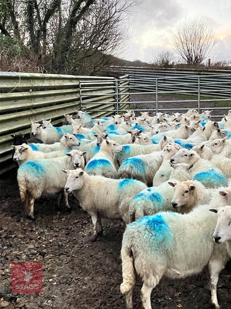80 FM ABERFIELD X CHEVIOT X EWES - BIDS PER LIFE