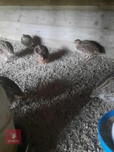 5 ITALIAN UNSEXED QUAILS - BIDS FOR THE GROUP